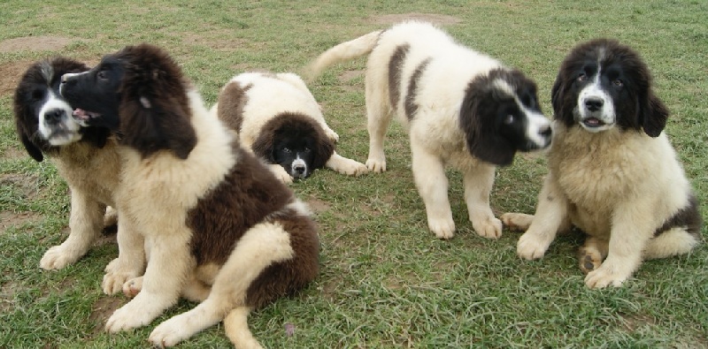 chiot Landseer type continental europeen des patounes de la coulletière